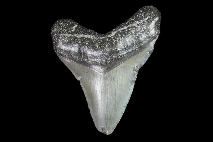 Juvenile Megalodon Tooth - Georgia #83691